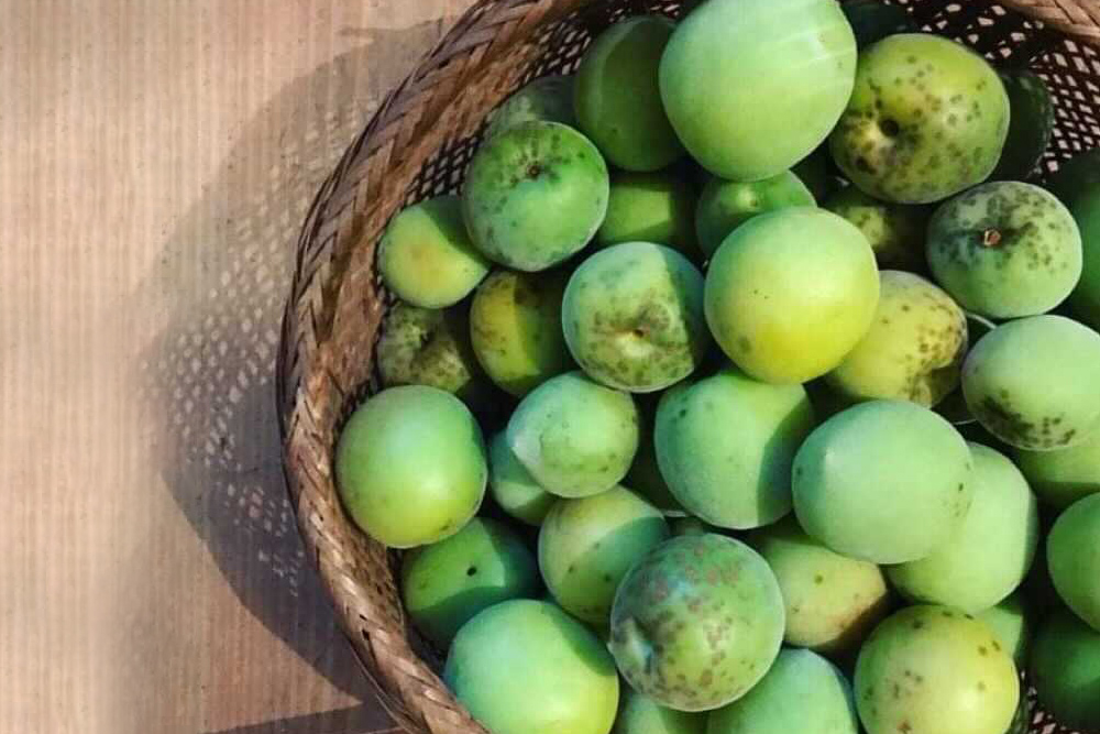 神山町の鶯宿梅