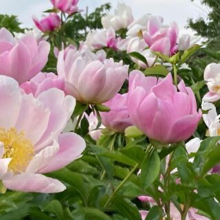 Peony 芍薬 